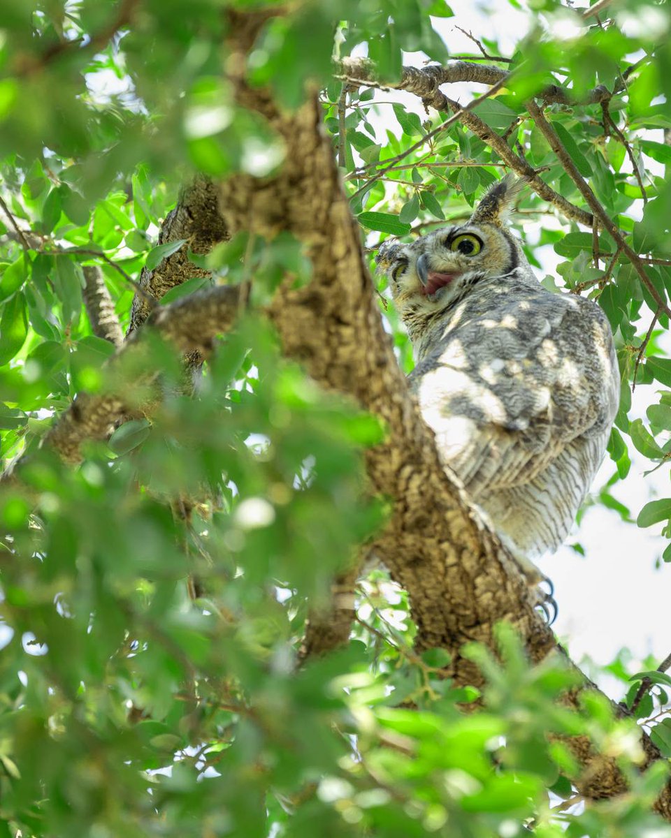 Wise words from our campus owl: Don’t sleep on summer classes.
They’re a smart way to knock out credits.
Need help getting started? We’ve got you.

👉 midland.edu/enroll