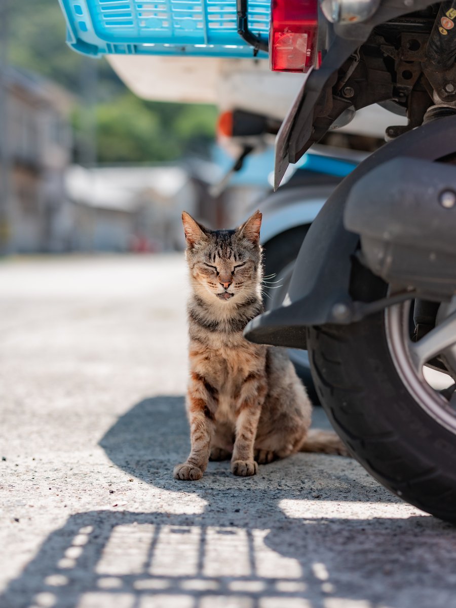 今日の天気はこの顔を見ればわかります。