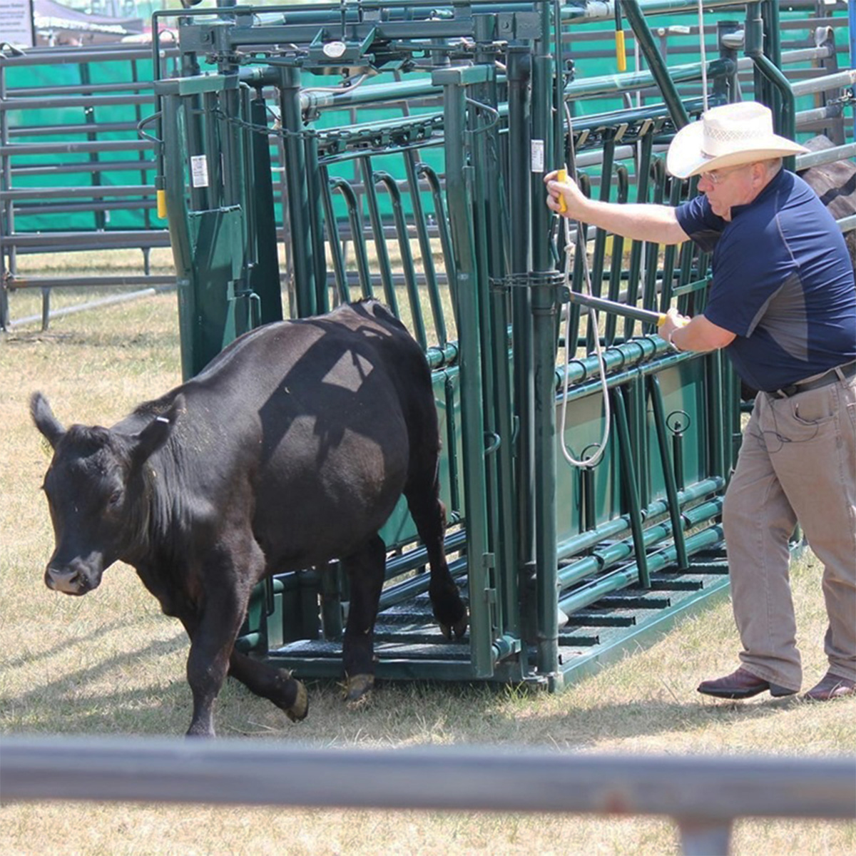 A self-catching Headgate means better cattle flow, fewer missed catches, and less wear on you and your crew. See why ranchers trust Hi-Hog.
#CattleHandling #HiHog #AIM25