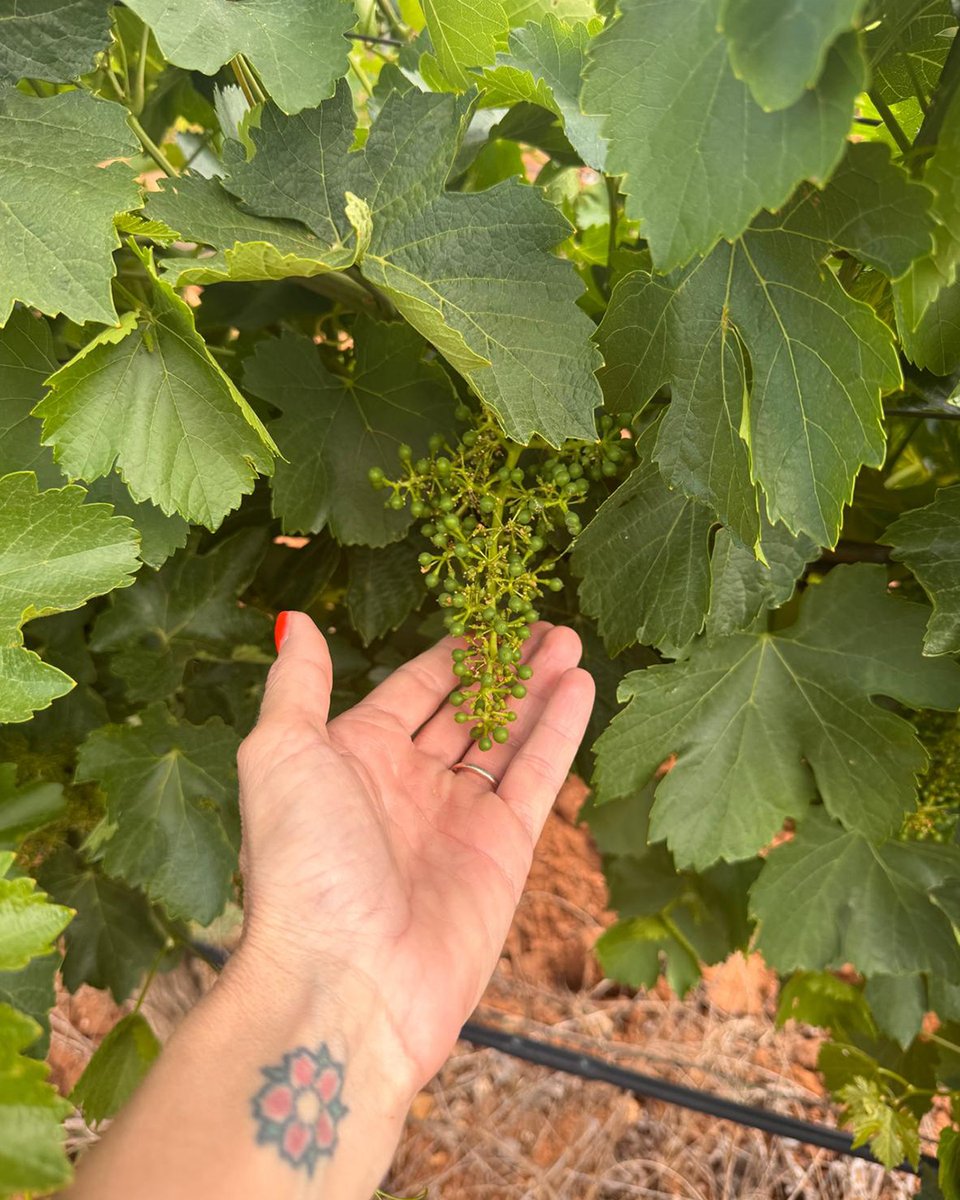 BodegasPandora's tweet photo. Con la floración 🌸 ya finalizada, damos paso al cuajado del racimo: ese momento en el que la flor se transforma y empieza a definirse la cosecha. ❤️🍇Cada racimo que ahora se forma es una promesa… y eso nos llena de ilusión.#momentopandora #pandoraverdejo #verdejorueda @DORueda https://t.co/rchicelsEJ