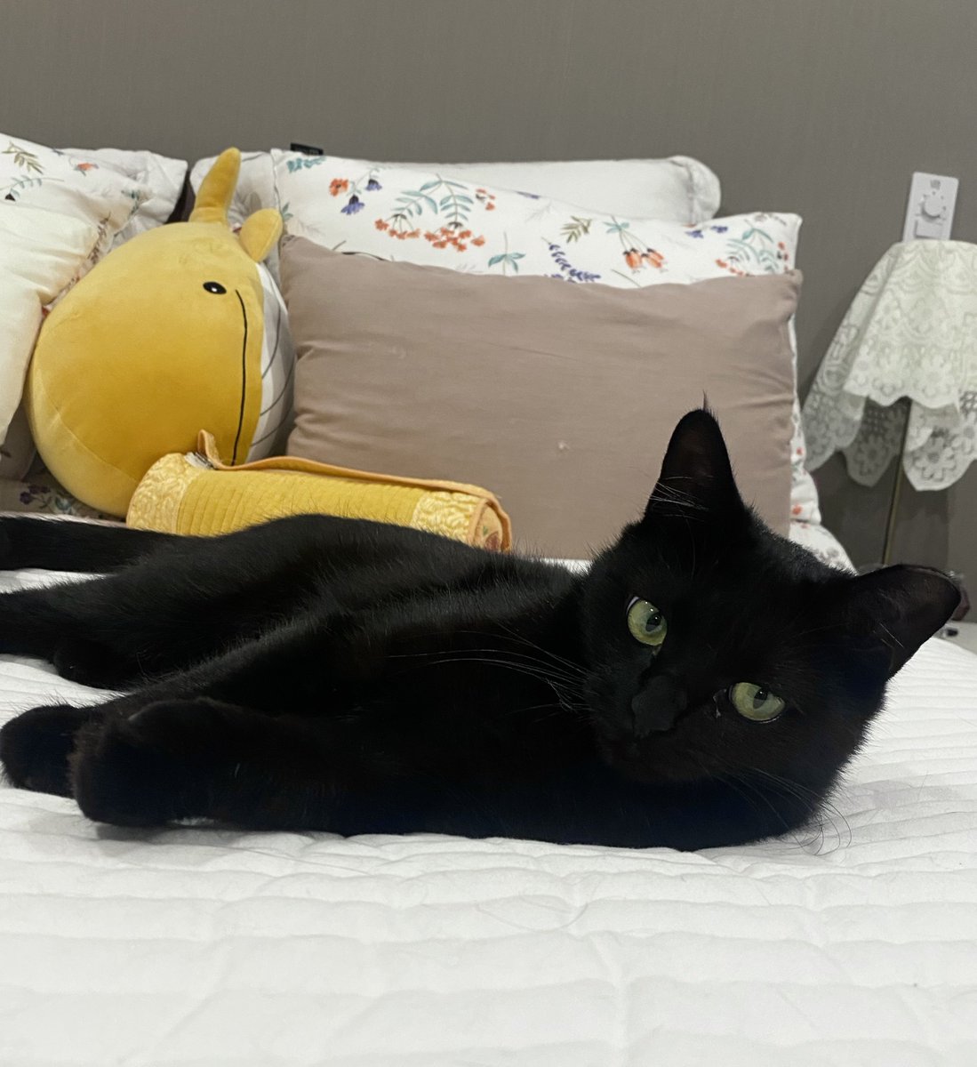 뛰어다니는지 날아다니는지 하다가 쉬는중