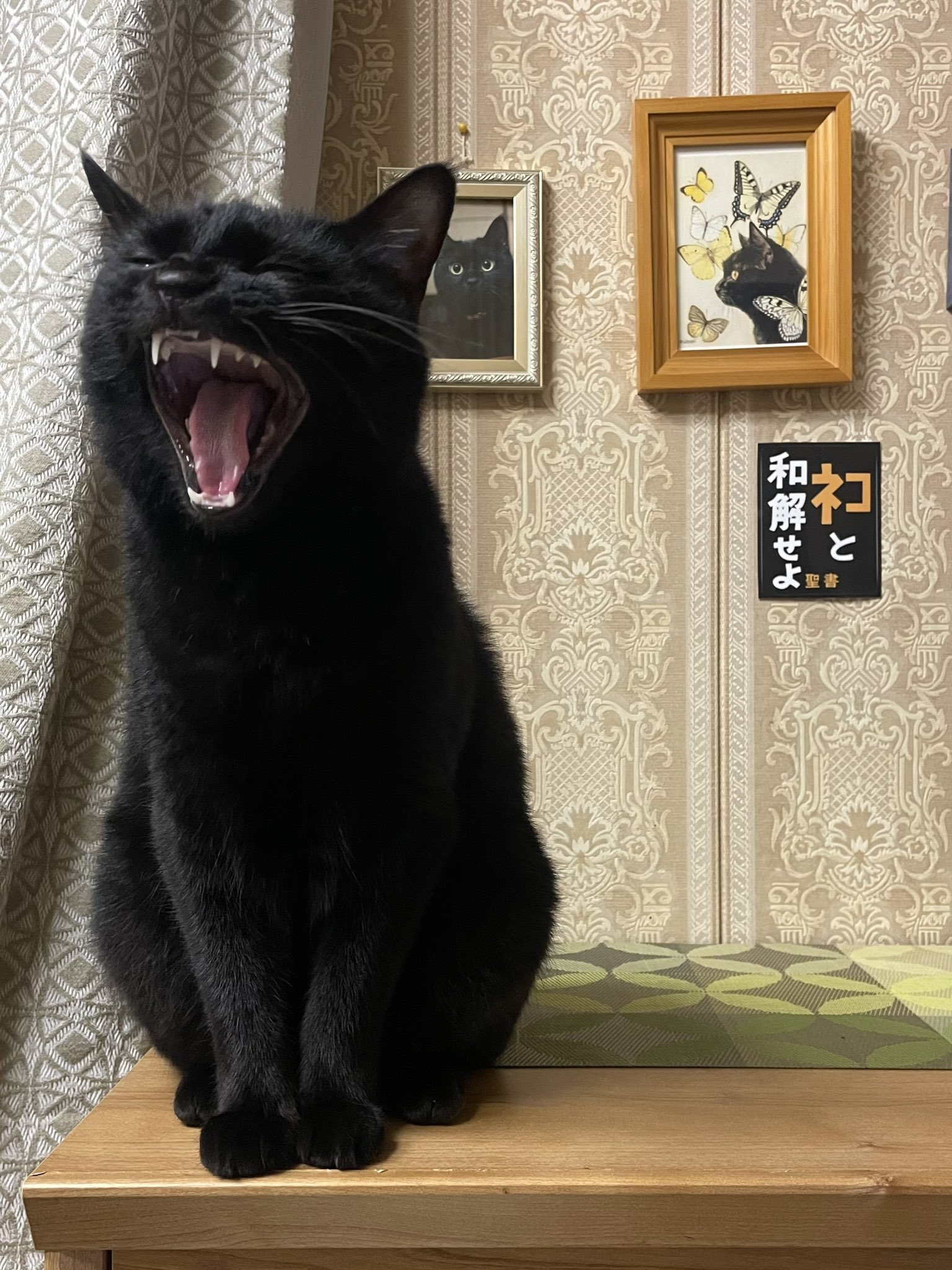 黒猫ちゃんオーダー