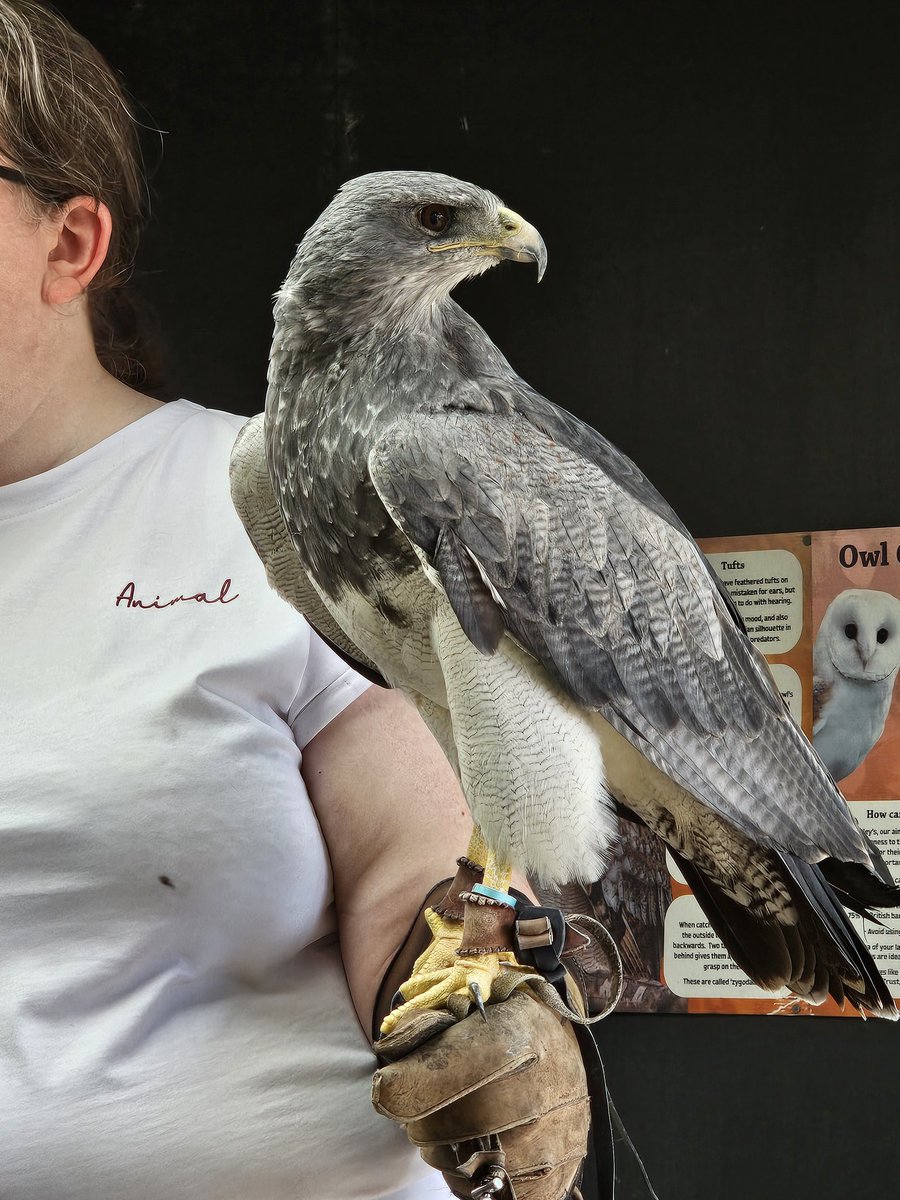 Peragwin1's tweet image. Girl hoom got to go and handle some eagles this morning. She loved it. (We stayed home in case they wanted to nibble us for breakfast)