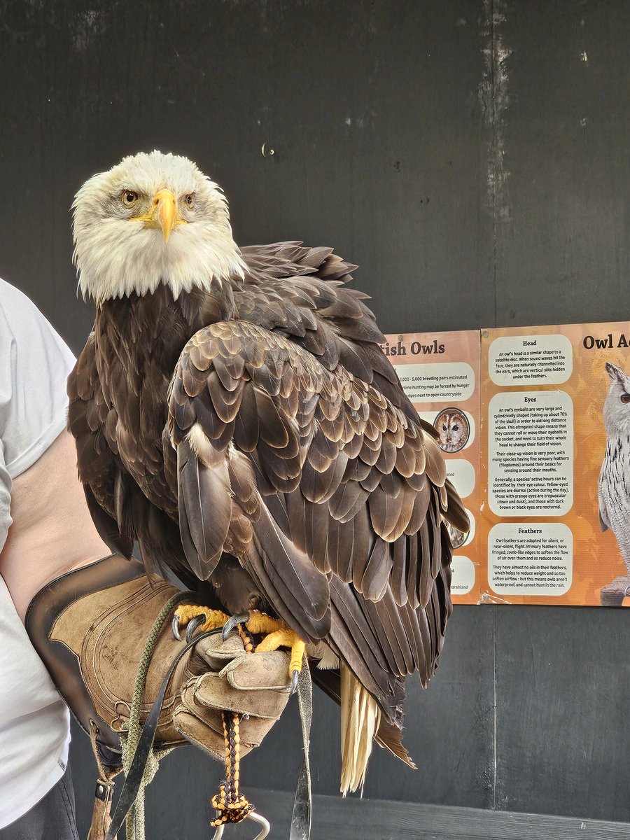 Peragwin1's tweet image. Girl hoom got to go and handle some eagles this morning. She loved it. (We stayed home in case they wanted to nibble us for breakfast)