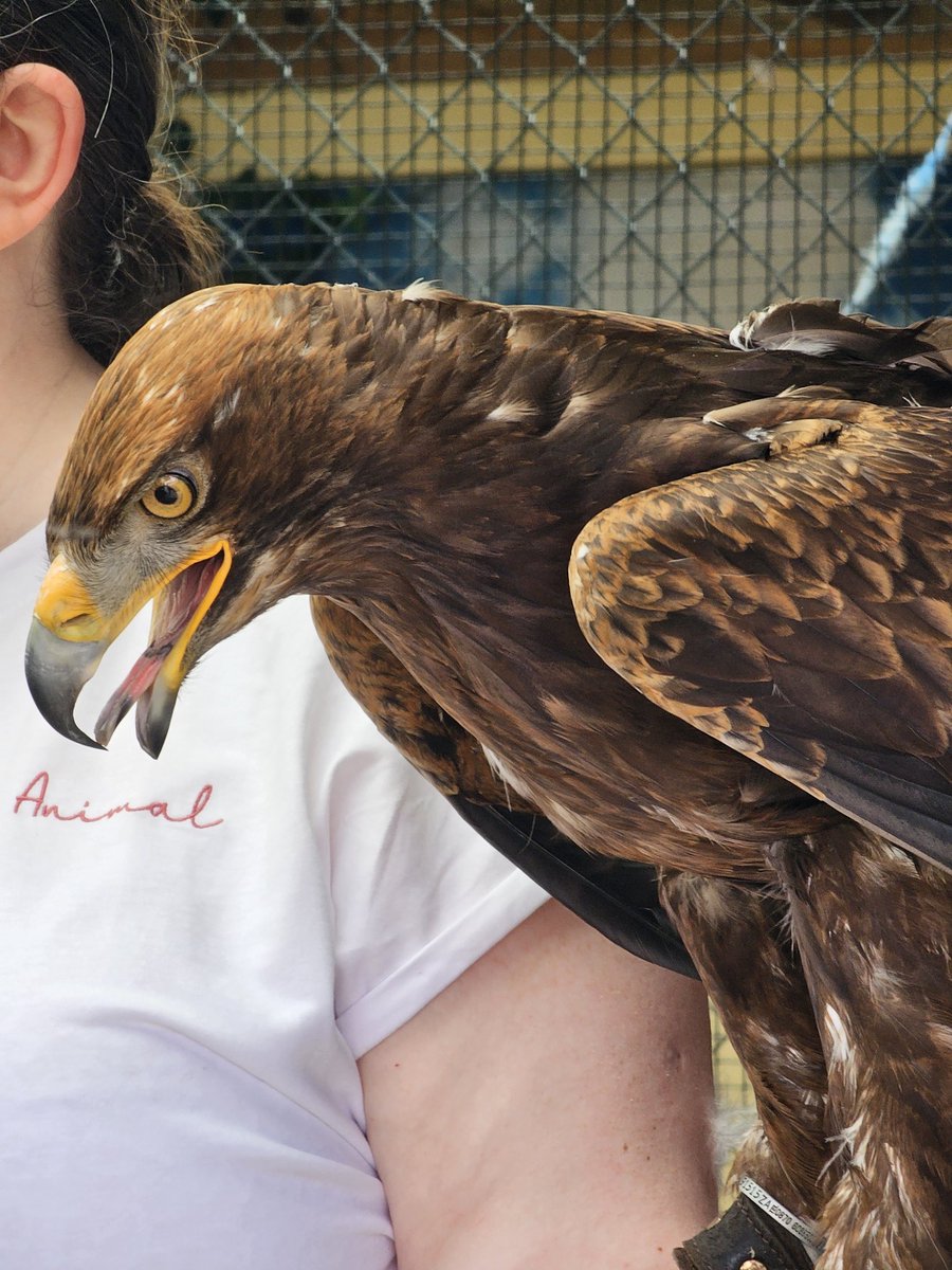 Peragwin1's tweet image. Girl hoom got to go and handle some eagles this morning. She loved it. (We stayed home in case they wanted to nibble us for breakfast)