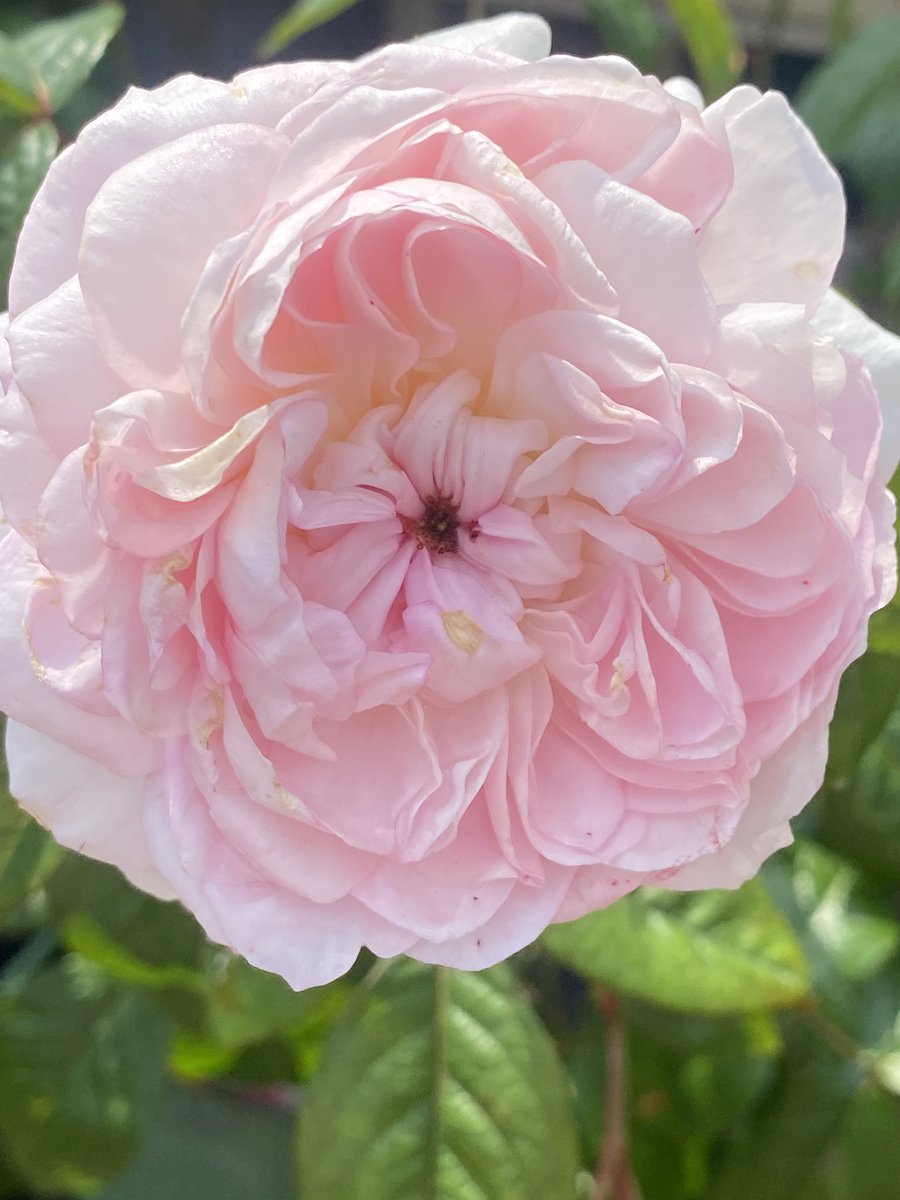 The roses are looking fab in this sunshine ! 

#treerex #roses
