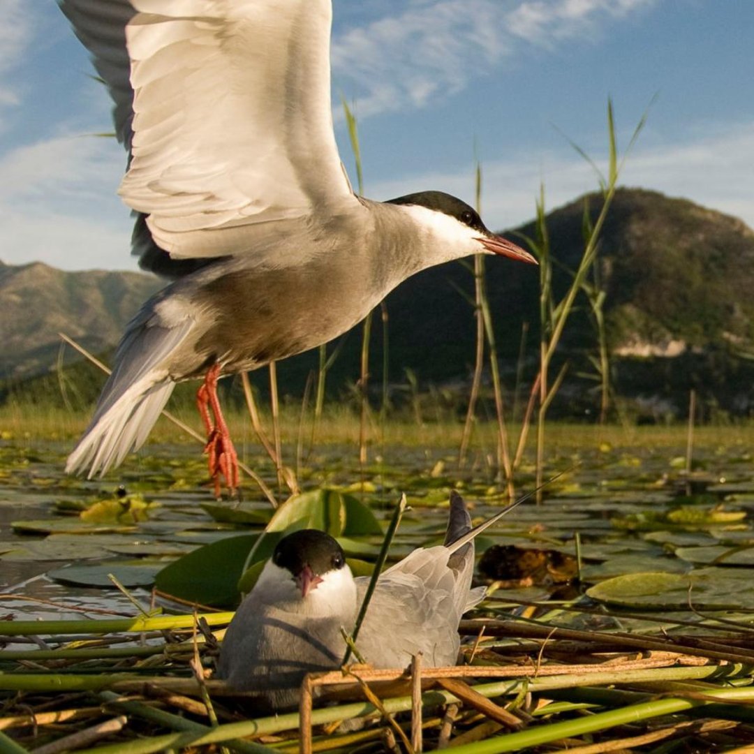 WWFFrance's tweet image. 🌿 En Brenne, la réserve naturelle de Chérine fête ses 40 ans ! 🎂🦆 L’#EffetPanda 
  
40 ans et 400 hectares de zones humides protégés ; une réussite quand on sait que la moitié des zones humides de la planète ont disparus en un siècle, malgré leurs rôles essentiels :
💧…