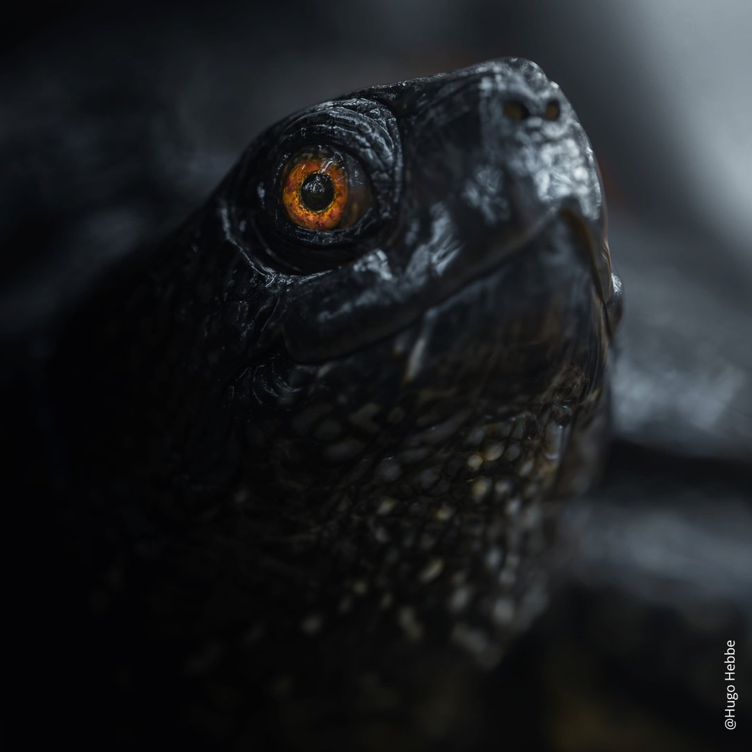 WWFFrance's tweet image. 🌿 En Brenne, la réserve naturelle de Chérine fête ses 40 ans ! 🎂🦆 L’#EffetPanda 
  
40 ans et 400 hectares de zones humides protégés ; une réussite quand on sait que la moitié des zones humides de la planète ont disparus en un siècle, malgré leurs rôles essentiels :
💧…