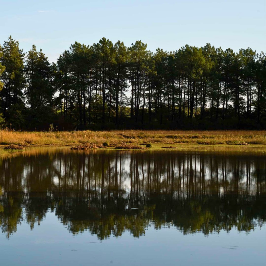 WWFFrance's tweet image. 🌿 En Brenne, la réserve naturelle de Chérine fête ses 40 ans ! 🎂🦆 L’#EffetPanda 
  
40 ans et 400 hectares de zones humides protégés ; une réussite quand on sait que la moitié des zones humides de la planète ont disparus en un siècle, malgré leurs rôles essentiels :
💧…