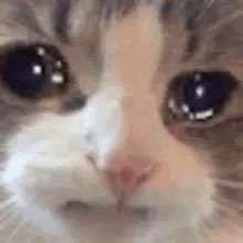 LonelySushiRoll's tweet image. I spent 25+ hours doing homework for 3 days straight… I want to cry.
