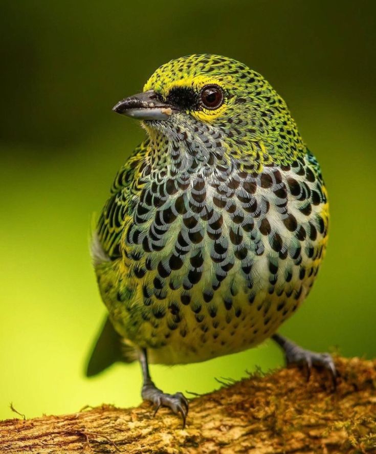 🐦Speckled Tanager (Ixothraupis guttata) in Costa Rica by Ercan Üç
.
.
.
#birds