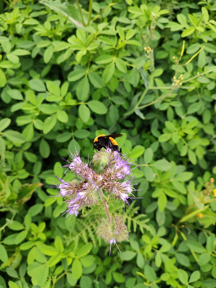 syngentacanada's tweet image. Through Operation Pollinator, plots have been well established at our research facilities, supporting our commitment to sustainable agriculture.
Learn what all the buzz is about -&amp;gt; syngenta.ca/commitments/op…
#OperationPollinator #pollinatorweek