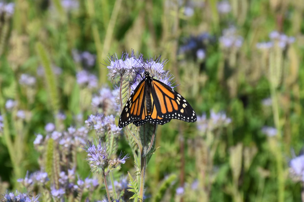 syngentacanada's tweet image. Through Operation Pollinator, plots have been well established at our research facilities, supporting our commitment to sustainable agriculture.
Learn what all the buzz is about -&amp;gt; syngenta.ca/commitments/op…
#OperationPollinator #pollinatorweek