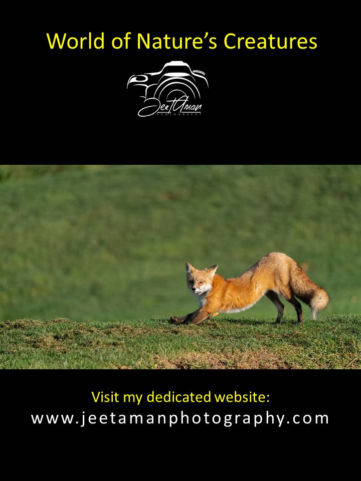 JeetAman Photography tweet media