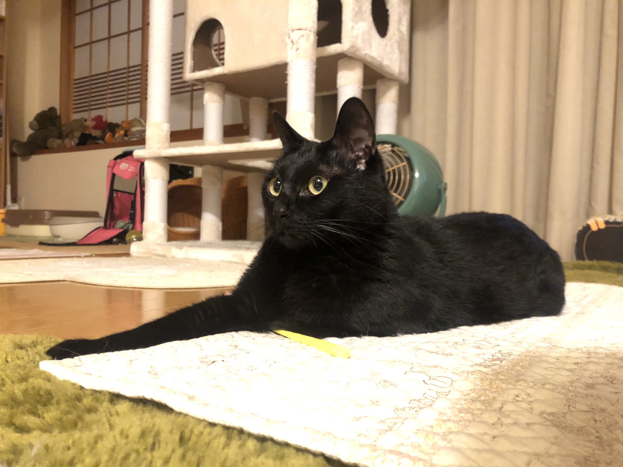 うに3才 on X: 
