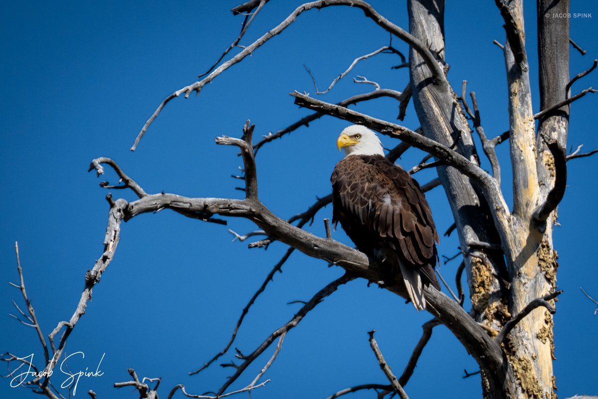 It's National American Eagle Day! The US national bird was once endangered due to poorly regulated pesticides and habitat destruction; thanks to legal protections and conservation efforts, it was taken off the endangered species list in 2007.