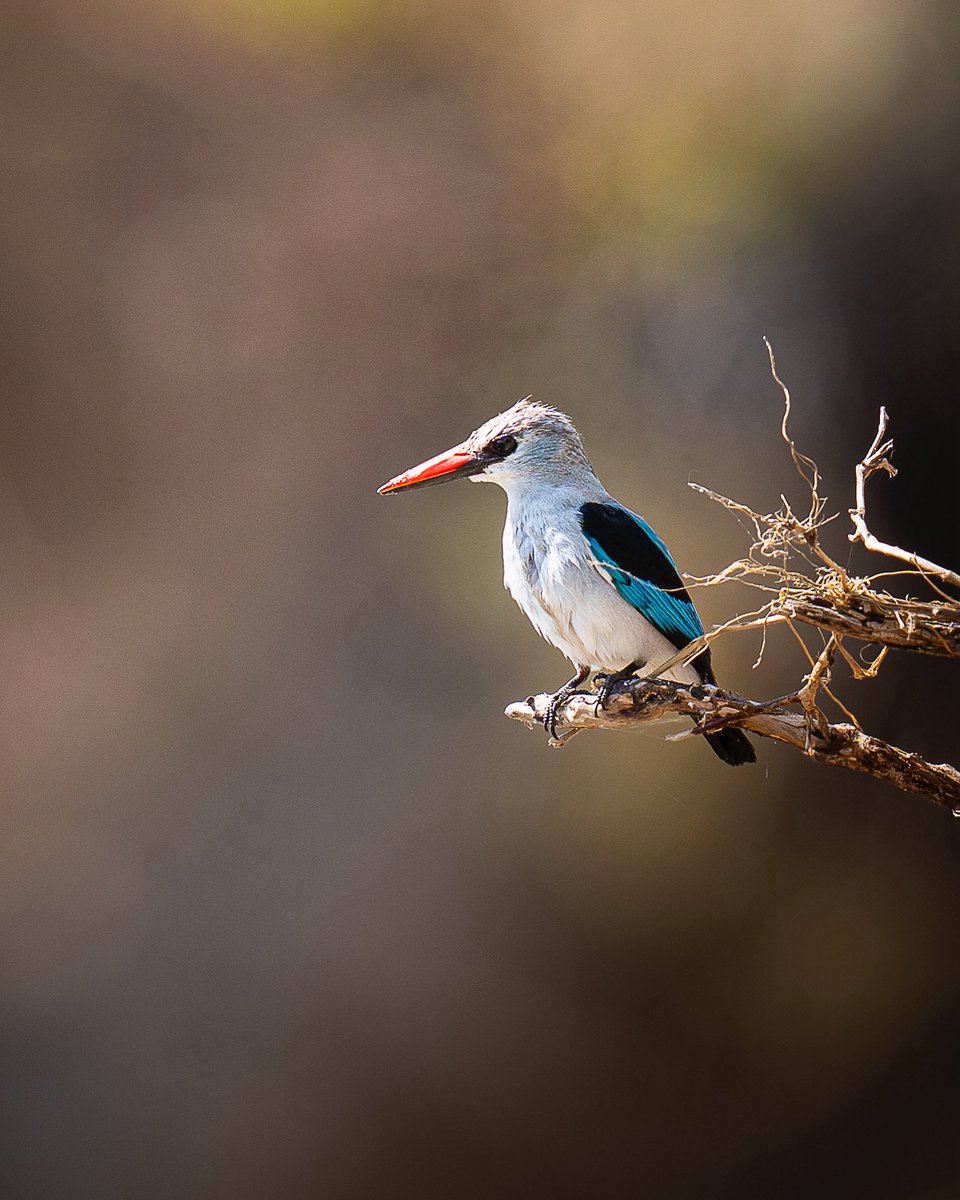 Woodland kingfisher.
Kenya bird count 27.
I saw only 1 kf species in my whole trip🥲 but  gives me a target for the next trip😄.
Pic taken at Masai Mara
#IndiAves #BBCWildlifePOTD #ThePhotoHour #SonyAlpha