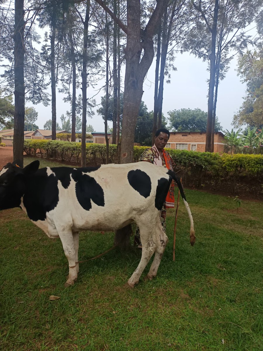 Uyumunsi Ngoma/Murama PSF yaremeye uwacitse ku icumu rya Genocide yakorewe abatutsi muri mata 1994  witwa  Niyigena Agatha yahawe Inka , yishyurirwa n'Ubwishingizi bwayo yasabwe kuyorora neza kugirango azoroze abandi. <a href="/NgomaDistrict/">Ngoma District</a> <a href="/RwandaLocalGov/">Ministry of Local Government | Rwanda</a> <a href="/RwandaEast/">𝐄𝐚𝐬𝐭𝐞𝐫𝐧 𝐏𝐫𝐨𝐯𝐢𝐧𝐜𝐞 | 𝐑𝐰𝐚𝐧𝐝𝐚</a>