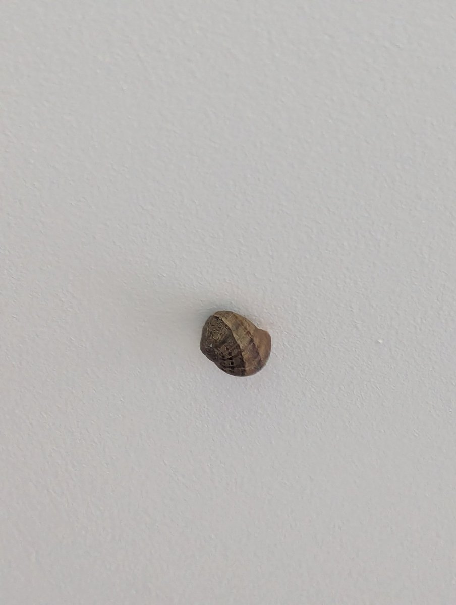 This little fella likes our kitchen more than the garden. Like me, he obviously doesn't like the heat. 
How he ended up on the ceiling, on the opposite side to the door, I have no idea.