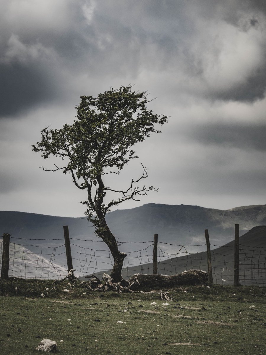 e. llew. morris - hwyl iawn i pawb π (@edmorrisuk) on Twitter photo lone tree against a dilapidated fence π somewhere in the Berwyns
#ThePhotoHour #StormHour #photography #walesartists <a href="/photography/">@photography</a> <a href="/visitwales/">Visit Wales π΄σ §σ ’σ ·σ ¬σ ³σ Ώ</a> <a href="/ItsYourWales/">It's Your Wales</a> lone tree against a dilapidated fence π somewhere in the Berwyns
#ThePhotoHour #StormHour #photography #walesartists <a href="/photography/">@photography</a> <a href="/visitwales/">Visit Wales π΄σ §σ ’σ ·σ ¬σ ³σ Ώ</a> <a href="/ItsYourWales/">It's Your Wales</a>