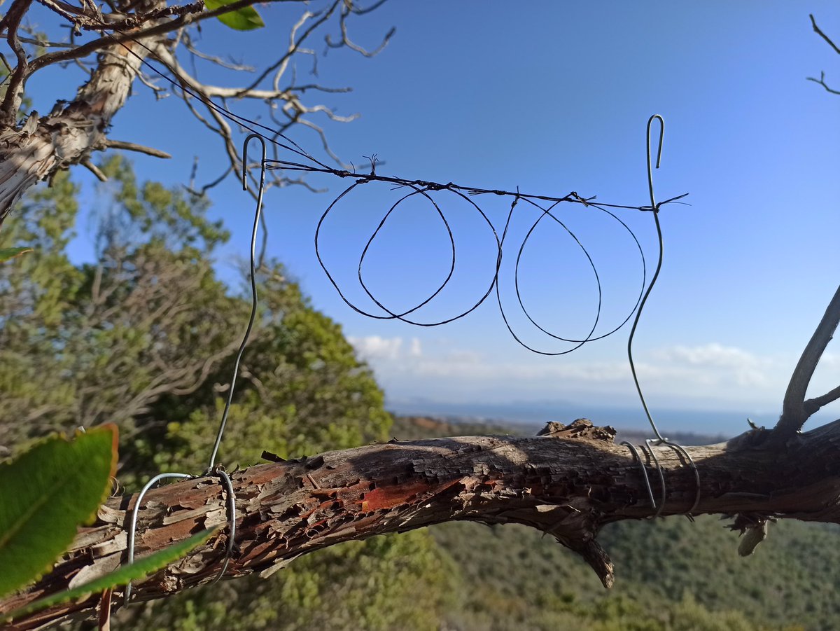 1/5

📊 146,000 snares collected

The Committee Against Bird Slaughter is turning 50 this year and over the coming weeks we’ll be publishing some interesting statistics. 

Today: ‘horsehair snares.’ The use of snares to catch and kill wild birds is an ancient trapping method.