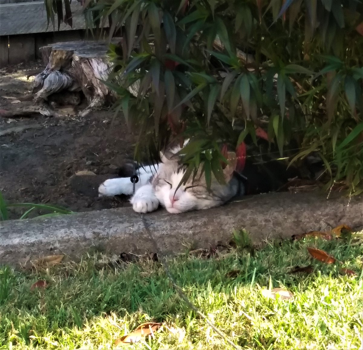 Diary of a cat servant: These chilly days are making look towards summer #hedgewatch shifts for a #FlashbackFriday . Ella promises you she was very attentive during this shift. Really.