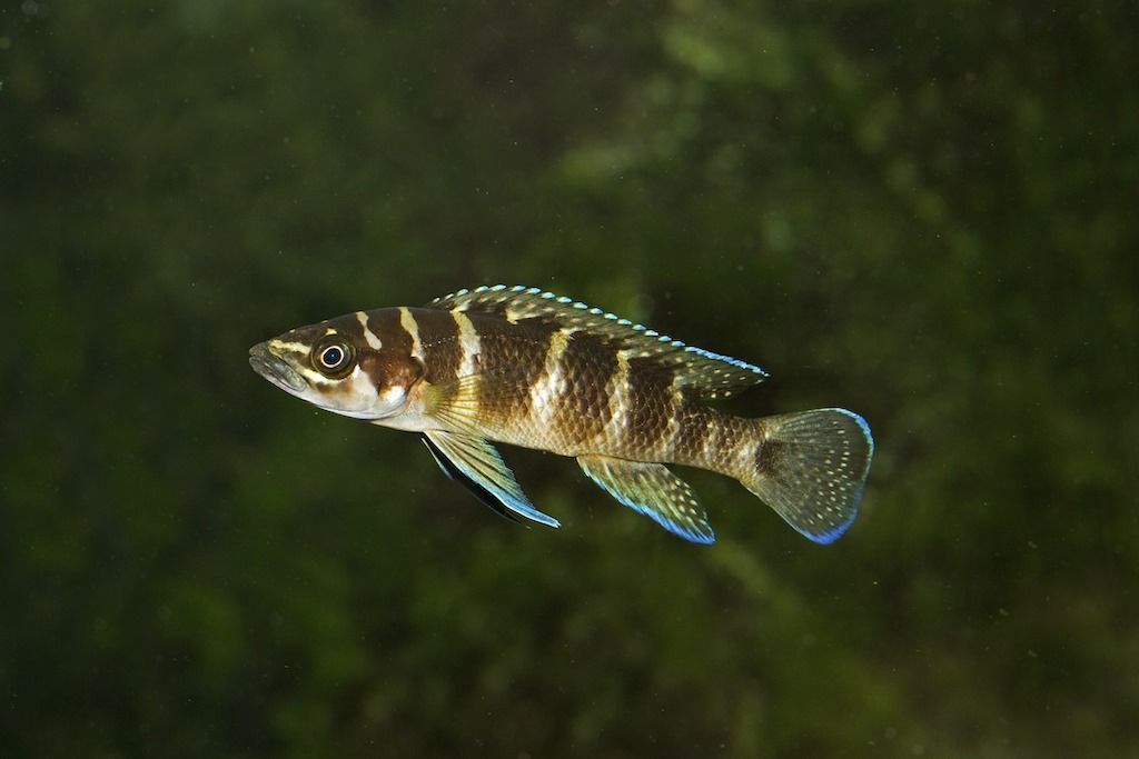 IUCN Tanzania (@iucntanzania) on Twitter photo The <a href="/IUCNRedList/">IUCN Red List</a> is a critical indicator of the health of the world’s biodiversity.
Now the #RedList is incorporating traditional knowledge for assessments of freshwater fishes of Lake #Tanganyika.
More: engage.iucn.org/event/incorpor…
<a href="/KeyBiodiversity/">Key Biodiversity Areas</a> <a href="/IIFB_indigenous/">IIFB</a> <a href="/UNBiodiversity/">UN Biodiversity</a> The <a href="/IUCNRedList/">IUCN Red List</a> is a critical indicator of the health of the world’s biodiversity.
Now the #RedList is incorporating traditional knowledge for assessments of freshwater fishes of Lake #Tanganyika.
More: engage.iucn.org/event/incorpor…
<a href="/KeyBiodiversity/">Key Biodiversity Areas</a> <a href="/IIFB_indigenous/">IIFB</a> <a href="/UNBiodiversity/">UN Biodiversity</a>