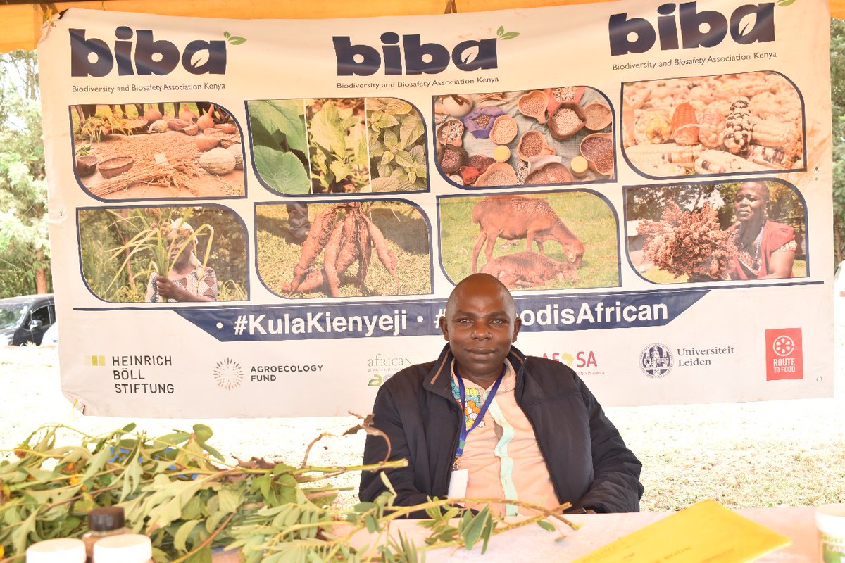 BIBA_Kenya's tweet image. We’re live from Kirinyaga University as Day 2 of the Agroecology symposium kicks off!
Focus today:
.Phasing out toxic pesticides
.Youth engagement in Agroecology
.Growing local agroecology markets
.Promoting the Kilimohai (blue label)
#AgroecologyNow #FoodSovereignty