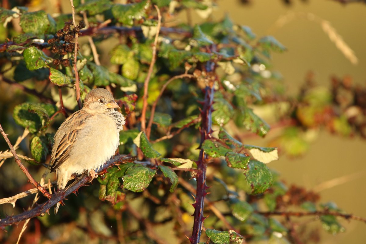 An estimated 121,000km of hedgerows were lost between 1946 and 1980.
Yet these wildlife superhighways are still overlooked. 🦇🌼🍓
Buzzing with birds, bats, berries &amp; more - hedges are vital for nature. 🌿
👉 Read more in our blog: kentwildlifetrust.org.uk/blog/why-are-h…
📷 ©️ Tim Horton