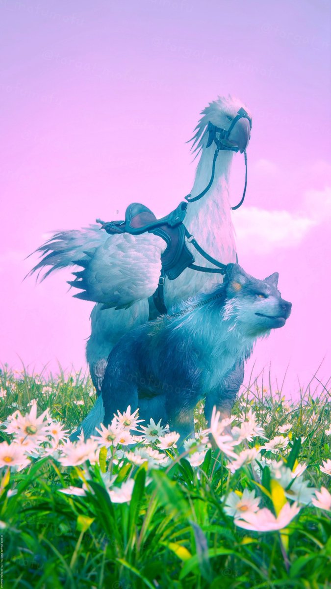 🐺🐤🌸✨

#FF16