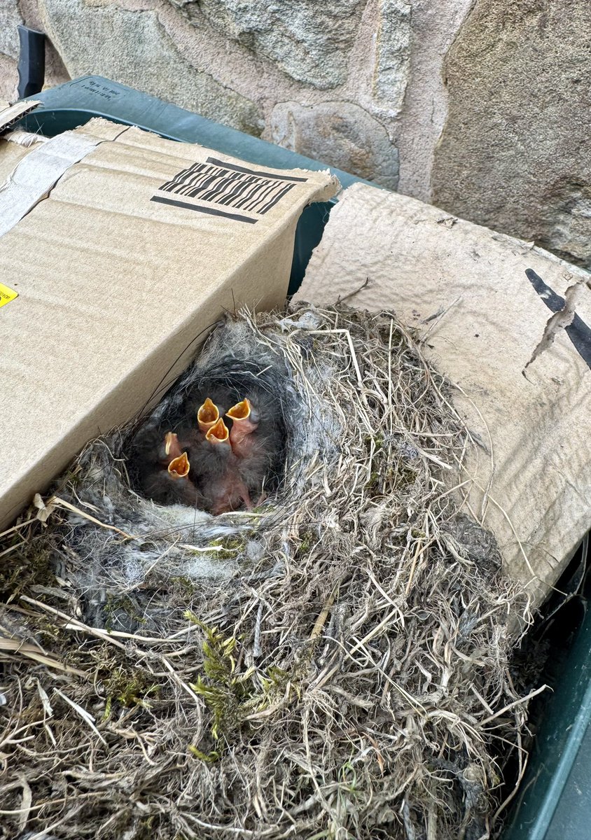 Bank on Dave (@fishwickdavid) on Twitter photo Look what I found in one of our bins this morning
I now can't empty it for a while!
Nature is fantastic! Look what I found in one of our bins this morning
I now can't empty it for a while!
Nature is fantastic!