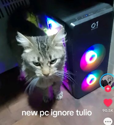 DailyCatConsign's tweet photo. Daily Cat #309 https://t.co/wH7exU3ejO