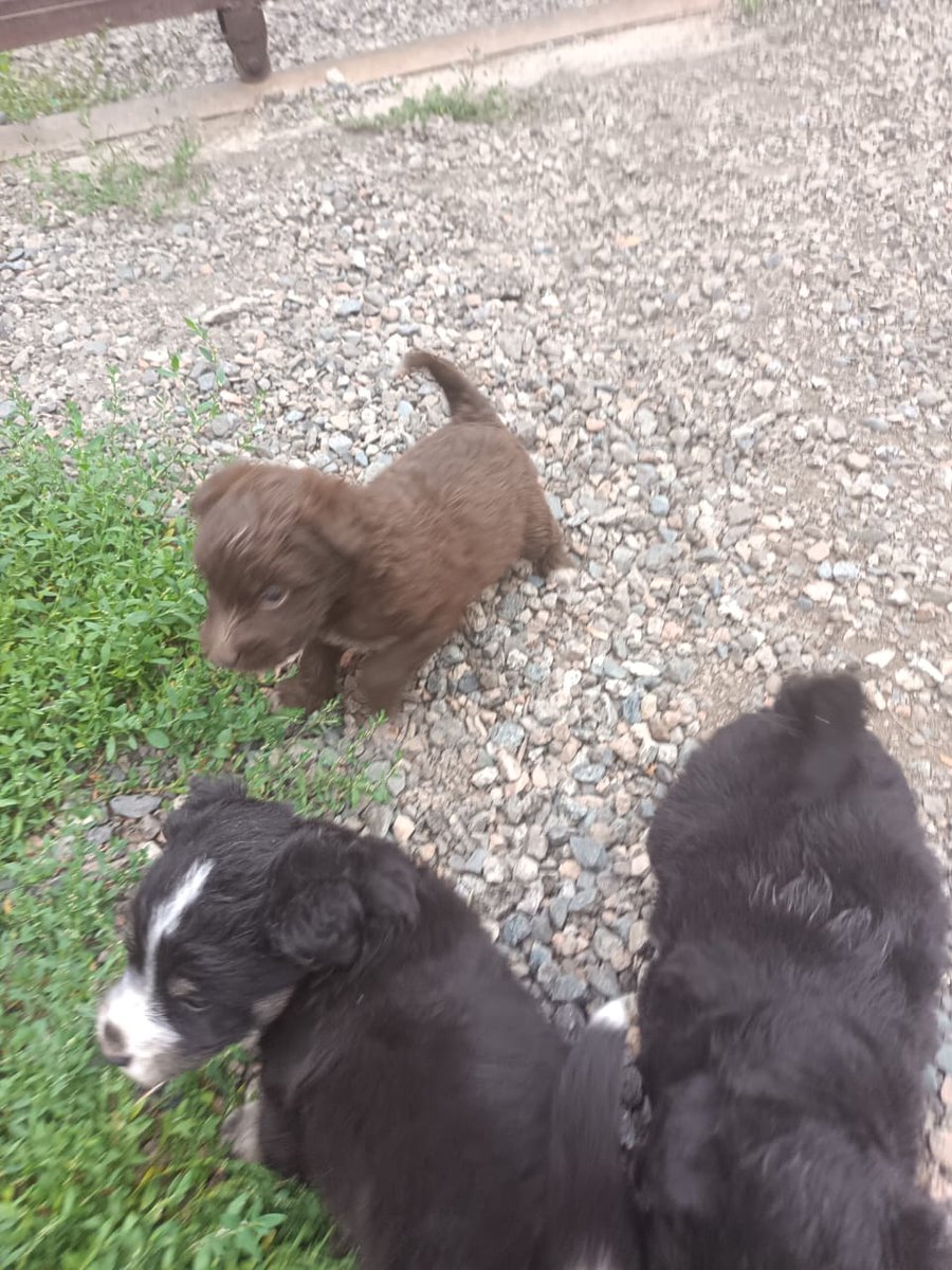 Алматы, салют!

Может у кого есть опыт пристраивать щенков или может, кто хотел счастье в дом?
Произошла удивительная история, как собаку, что их родила отловили, а щенят не нашли. Но они обьявились

Ретвиты бы славно помогли