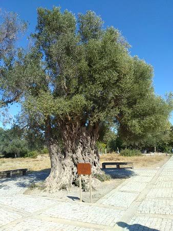 Teos antik kentinde bulunan 1800 yaşındaki zeytin ağacı Umay Nine Ağacı🌿

Efsaneye göre antik çağda sadece iyi insanların zeytin ağacı dikmelerine izin verilirmiş..

Bu yüzden "KÖTÜLER"
kıymetini ve değerini bilemez..

#ZeytinimeDokunma🌿 #ToprağımızıVermiyoruz
