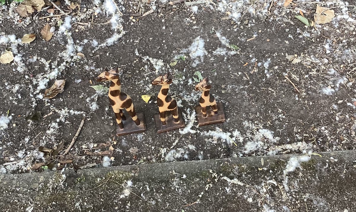 MrscGerrard (@mrsg_thatto) on Twitter photo As it is World Giraffe Day tomorrow we have been on a Giraffe hunt today using our binoculars to spot them.#Thattoprim_Nursery.<a href="/MrsG_Thatto/">MrscGerrard</a> .@ChesterZoo
<a href="/KnowsleySafari/">Knowsley Safari</a> As it is World Giraffe Day tomorrow we have been on a Giraffe hunt today using our binoculars to spot them.#Thattoprim_Nursery.<a href="/MrsG_Thatto/">MrscGerrard</a> .@ChesterZoo
<a href="/KnowsleySafari/">Knowsley Safari</a>