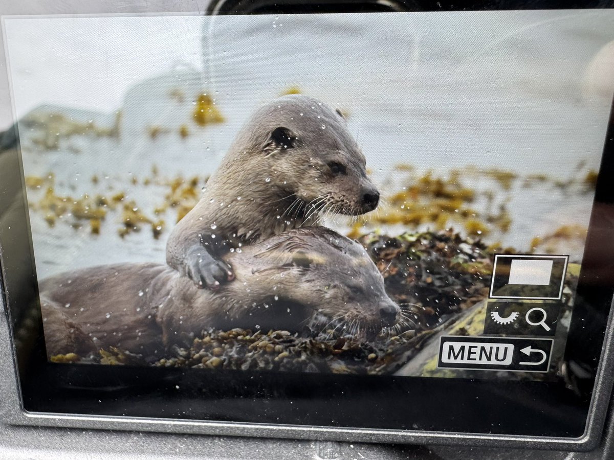 highland_andy's tweet image. No less than TEN #Otters seen yesterday, many photographed.
We even had two mating!
Sorry for the BoC shot but I literally have no time to process pics during my #Shetland tours.
Both weeks so far have been top notch. Pics to follow.