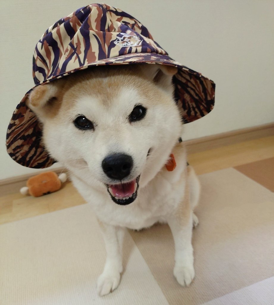 moco.gawgaw tweet media