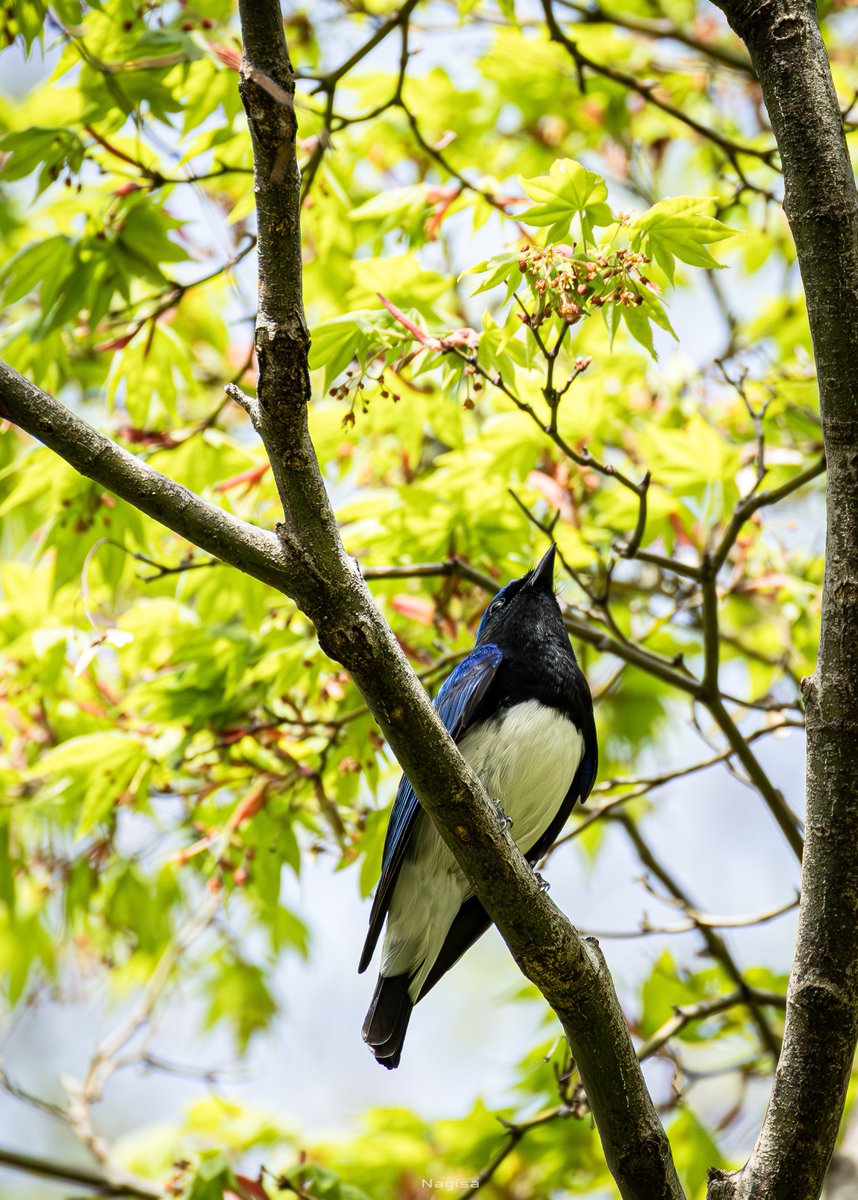 綺麗に撮ってよね！
#オオルリ