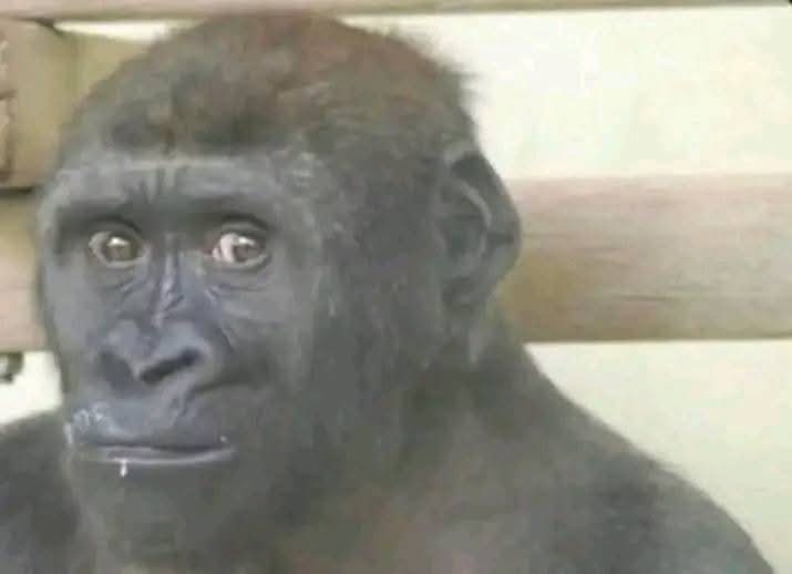 Kclive_'s tweet image. Your salary watching you falling in love with girl who’s at university