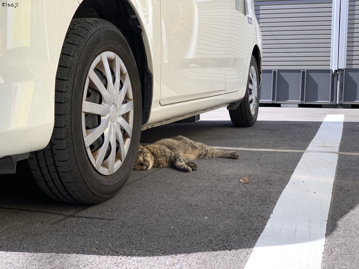 撮りためた猫写真をたれ流し🐱

暑いニャ〜💦

#ねこ #猫写真
#猫好きさんと繋がりたい