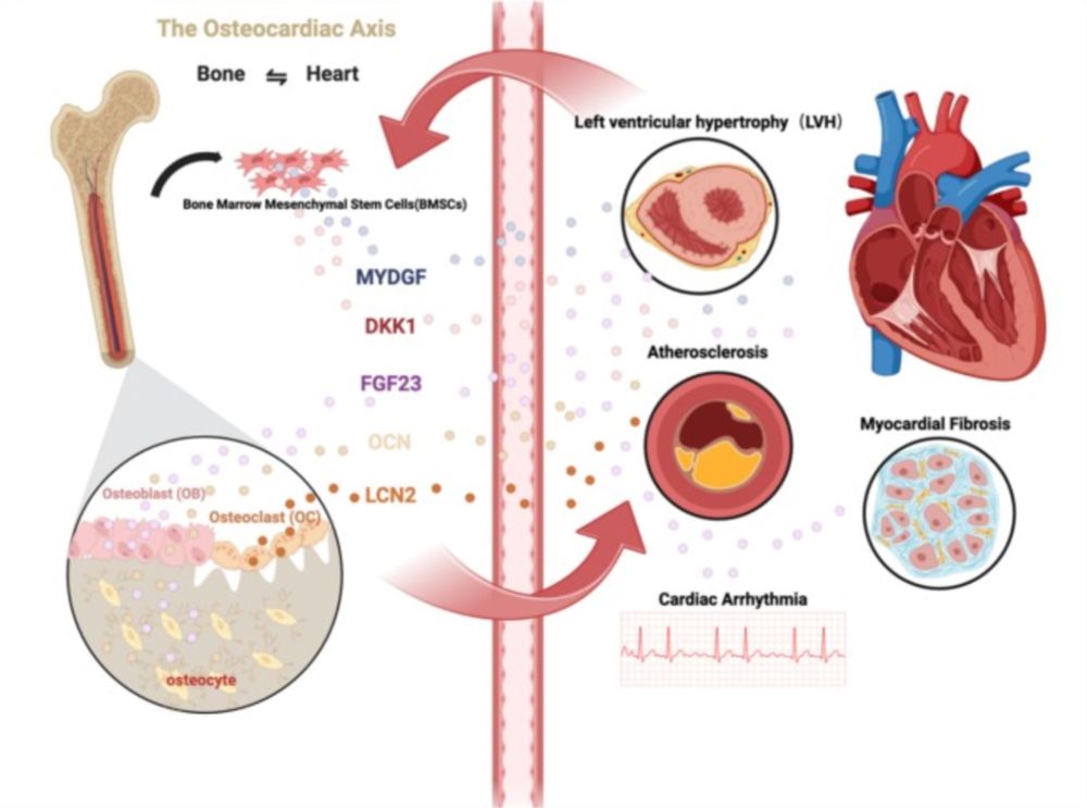 【備忘】Jun 19

Metabolism誌に、「骨心連関」を提唱するレビュー。6種の “osteocrine factor” が媒介。

x.gd/oTBEj