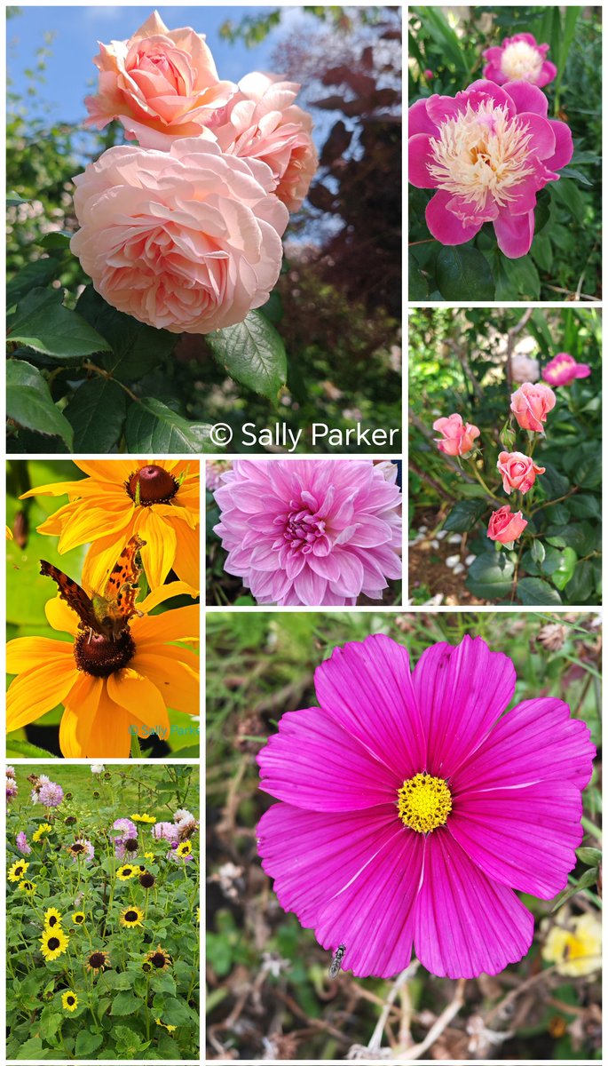 ArtQuartet's tweet image. My #summer #blog - now available to read artquartet.co.uk/news/summer-20…
This #season celebrates Hampshire Open Studios, #Earthpathways &amp;amp; #peonies are the #flowers featured in my &apos;Healing #Garden&apos;
Happy summer to you all!

#seasons #nature #painting #art #photography #writing #events