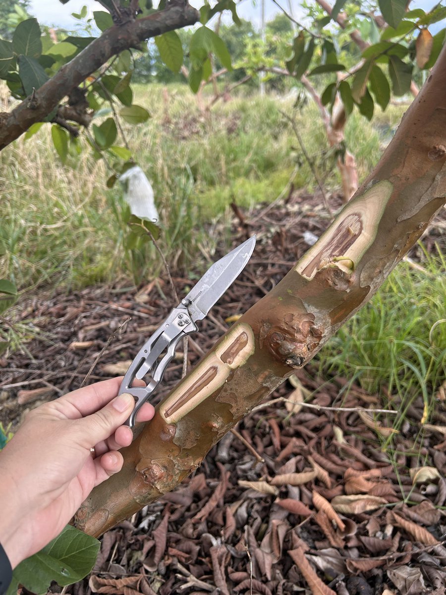 Tropical Plant Clinic & Research Lab tweet media