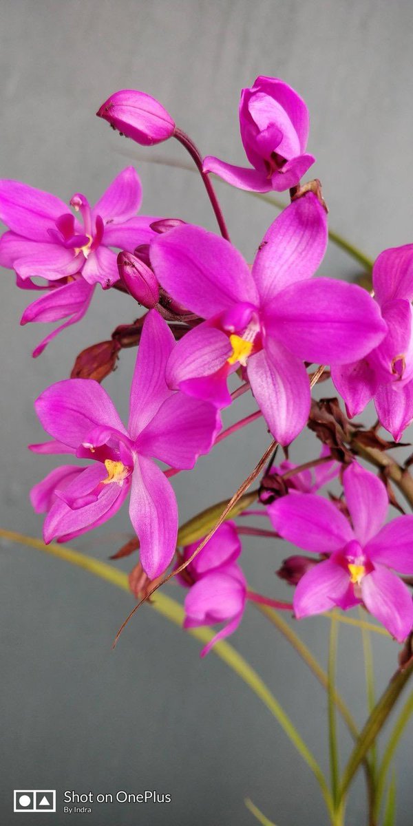 It's a #FloweryFriday 

#theme_pic_India_flowers