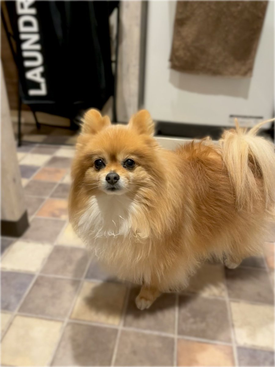 ずーっと見つめてくるの愛おしすぎる🥰
愛おしすぎて「ギュー💕」って
しようとしたら逃げてった…💨😱

 #完全にもてあそばれてる
 #ポメラニアン  #ニコリ