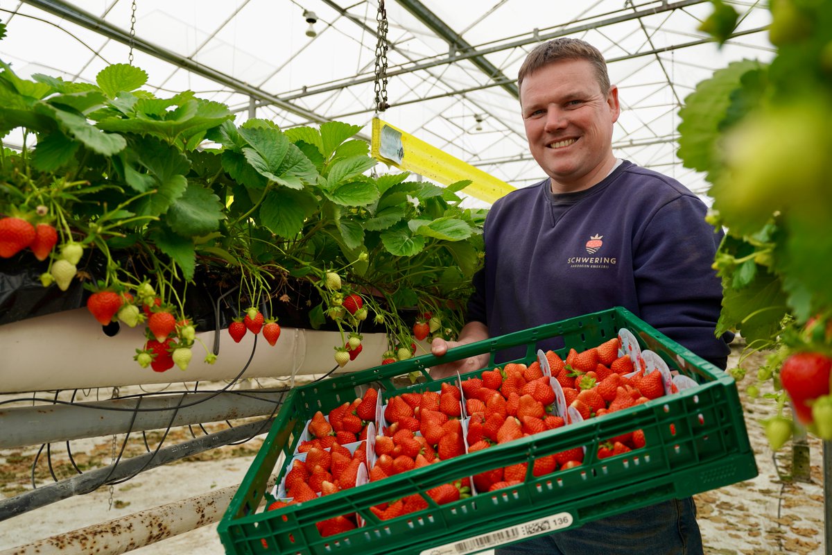 Jeroen is de tweede generatie aan het roer bij #Schwering Aardbeien Kwekerij in Marknesse. Hij teelt onder andere zijn eigen merk #Fruitjuweeltjes. Dat doet de ondernemer op een zo duurzaam mogelijke manier, met biostimulanten. 

#Folisec, #Herfomyc, #ICM
pireco.nl/actualiteiten/…