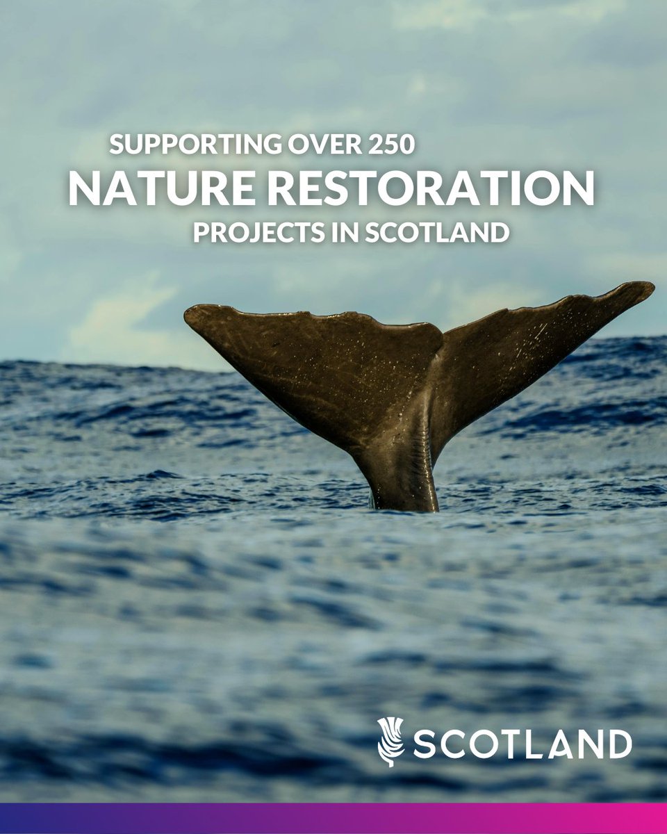 Over 250 projects benefited from our Nature Restoration Fund and we’re not stopping there.

The Fund's successes include boosting survival rates of the Highland Great Crested Newt from 2% to 13%.

Read more ➡ gov.scot/news/milestone…