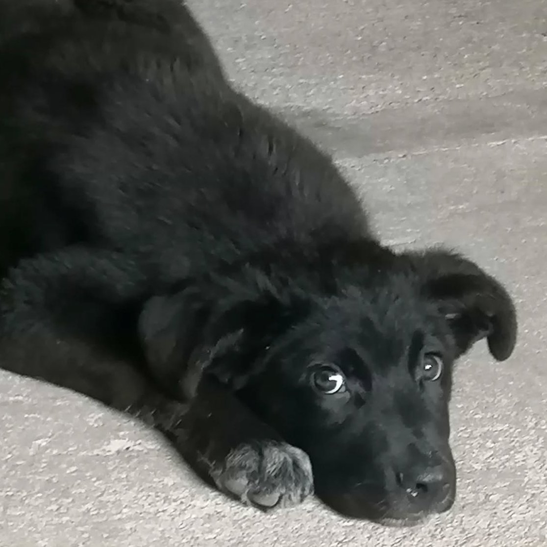 Horus tiene tres meses, es muy listo, no es nada nervioso y es muy cariñoso.  Su tamaño aproximado puede ser algo más pequeño que un labrador. Además, sus padres son pastores de vacas y eso les hace ser muy observadores. ¿Quieres conocerlo? ¡Escríbenos!