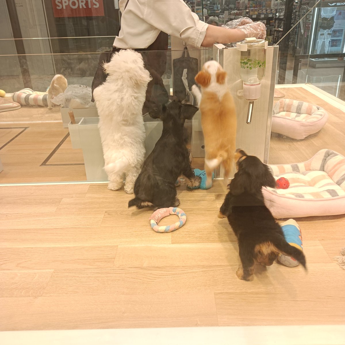 RaifortC's tweet photo. ご飯待ち🐶
#イオンモール座間
#PetPlus https://t.co/dTItKvyfKV