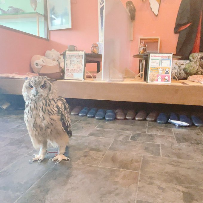  ふくろうの里 Owl Village